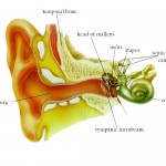 anatomi-telinga-150x150